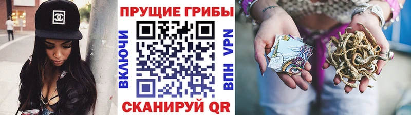 Псилоцибиновые грибы Psilocybine cubensis Волчанск
